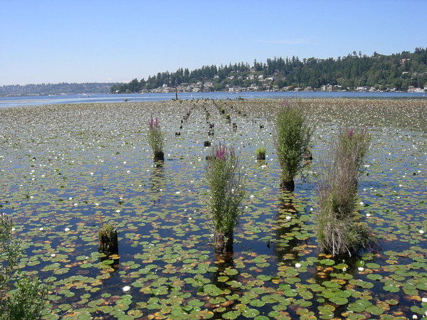 Juanita Bay lily pads in water